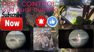 #pestcontrol (EP9) BALIK TAYO SA DATI NATING PWESTO #wildducks #hunting