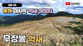 10월3주 마지막 억새 여행지 | 2년만에 개방된 무장봉 | 여름 억새, 가을 억새 풍경 | 경주국립공원 | 최단코스 1시간 10분