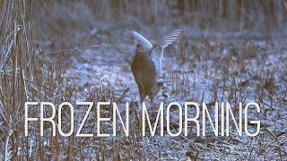 Frostiger Morgen im März | Fasan & Co. | frozen morning in March | Pheasant & Co.