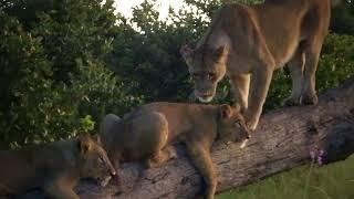 Mma Leitho pride up on the Kalahari apple tree