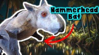 hammerhead bat: Discovering the secrets of this fascinating creature - documentary of animals