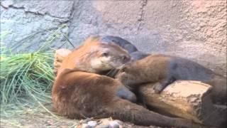 Baby Otters play with Mom...dryland!!