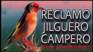 EL MEJOR RECLAMO JILGUERO CAMPERO DEL 2022 THE GOLDFINCH   AUDIO DE JILGUERO RECLAMO PARA CAPTURAS