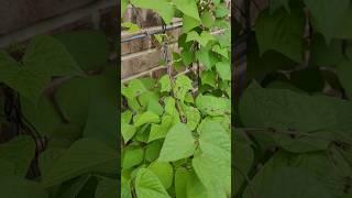 Trellis Your Vining Beans || Down-Home Backyard Gardening