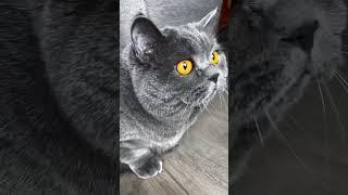 Смешные разговаривающие котики удивили котопсихолога, часть 6 #котики #озвучка #шпакович
