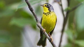 Using Songbirds to Evaluate Resilience | Lessons from Nature