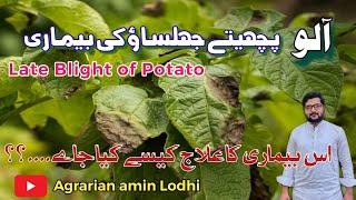 Late Blight Of Potatoes ||  Symptoms || Best Fungicide Spray || Control || Agrarian Amin Lodhi