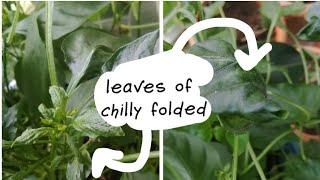 Plants#4 | why chilly leaves get folded or curled? | biosphereflora |