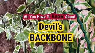 Devil's Backbone/ Pedilanthus/ Nagdon- tough plant for indoors/ Complete care