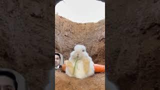 Bunny eating like a boss | cute rabbit