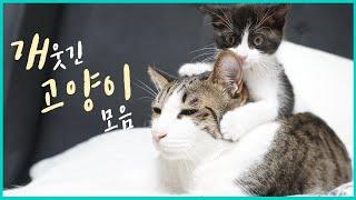 개웃긴 고양이 모음 ㅋㅋㅋ  : 병맛 고양이 예능 13편 | 고양이 산책