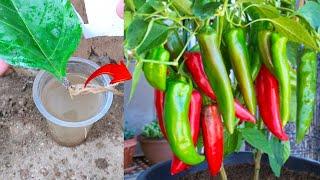 Great Agriculture Skills!! How to grow a Chili tree from chili leaves in water