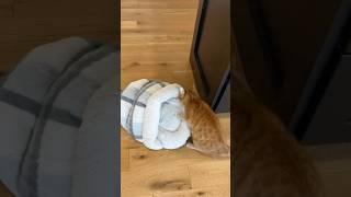 HE THOUGHT IT WAS A TOY  #viral