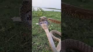 An incredibly beautiful sight of two snakes in the middle of nature