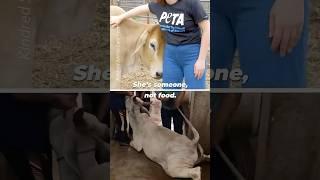 Every animal is someone, not something.
