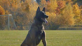 Meet Bren: The Exceptionally Trained Belgian Malinois Family Protector Up for Sale!