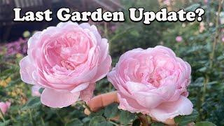 Rose Garden Update - Last One?