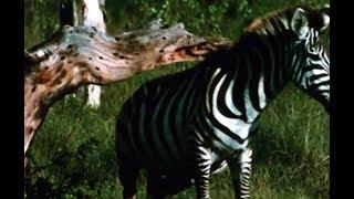 Wildlife Documentary: Zebra (1971)