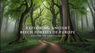 Exploring Europe's Ancient Beech Forests: Hidden Gems of the Continent