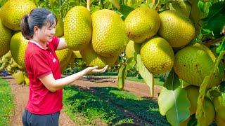 3 Days Harvesting Forest Fruit | Harvesting Snake Apple To Sell- How to make snake skin apple jam