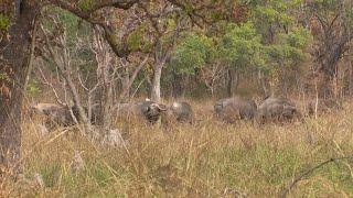 African Buffalo Hunt. Tanzania Buffalo Hunting at it's Best #1