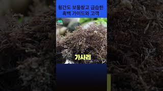 [섬마을여행사] 갯마을 보물창고! 식재료 구입이 필요없는 #횡간도 #여수 #섬마을여행사 #레오