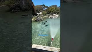 Penguins  #SanFranciscoZoo, #SFZoo, #WildlifeAdventure, #ZooFun, #AnimalEncounters, #FamilyOuting,