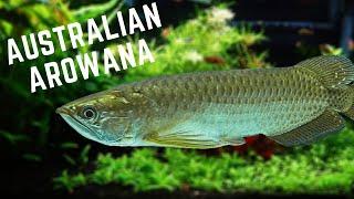 Southern Saratoga / Saratoga Leichardti Care Guide - Australian Arowana