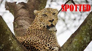 The incredible sight of a Leopard perched on a tree during a Serengeti Safari!