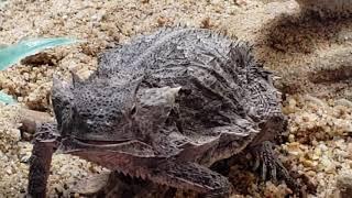 Bull horned lizard (Phrynosoma taurus)