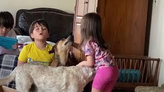 Singing with dogs