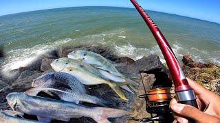 NÃO DAVA TEMPO, ERA UMA PANCADA ATRÁS DA OUTRA...tava lotado de PEIXE!!! Pescaria de costão.