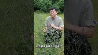 天然的抗炎草本，小时候一上火老爸就会挖几颗给我们喝水喝，你们家乡还有吗?#laxne#祖传秘方 #自然疗法 #抗炎饮食#中医药文化 #中医养生  #甲亢哥#中医 #养生 #养生知识 #中药#TCM