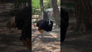 Ostrich facts | #shorts #youtubeshorts