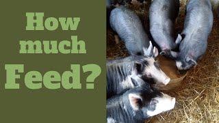 How Much Feed Do Feeder Pigs Eat?