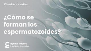 ¿Cómo se producen los espermatozoides? | Ingenes