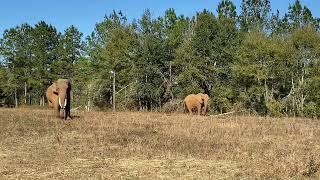 Browsing vs Grazing