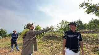 Keliling kebun alpukat super avo subang