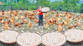 TIMELAPSE - 200 Days Of Harvesting Many Eggs And Agricultural Products To Sell At The Market