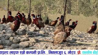 kalij farm madhumalla morang  #pheasant #agriculture #nepal ️