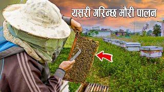 Bee Farming Nepal | सरकारी जागीर पछि मौरी पालन थालेका बलाराम  |  Epic Khabar EP 09