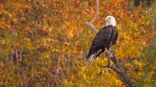 Autumn's Awakening: Wisconsin Birds and Wildlife