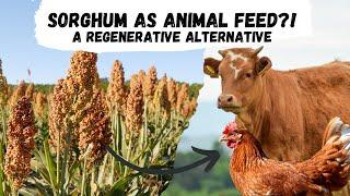 Sorghum: An Alternative for Animal Feed in Regenerative Agriculture