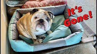 Reuben the Bulldog: Losing His Mojo