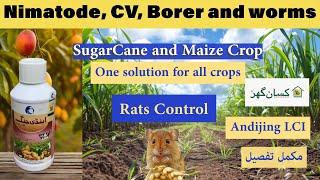 Andijing is powerful insecticide for all crops to control nematodes, rats, Deemak, borer, grubs