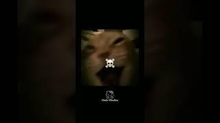Cats Sigma ️ Credits: cats vídeos #cat #edit