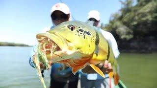 Fly Fishing the Agua Boa River for Giant Peacock Bass!