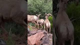 Bighorn sheep #shorts #animalsworld #wildlife #usa #animals #bighorn  #wildnature #colorado #ram