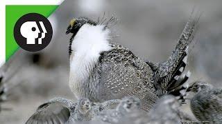 Sage-Grouse Mating Rituals in Groups Called Leks