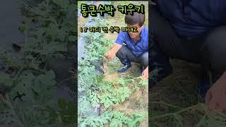 통큰수박 내가하는 방법